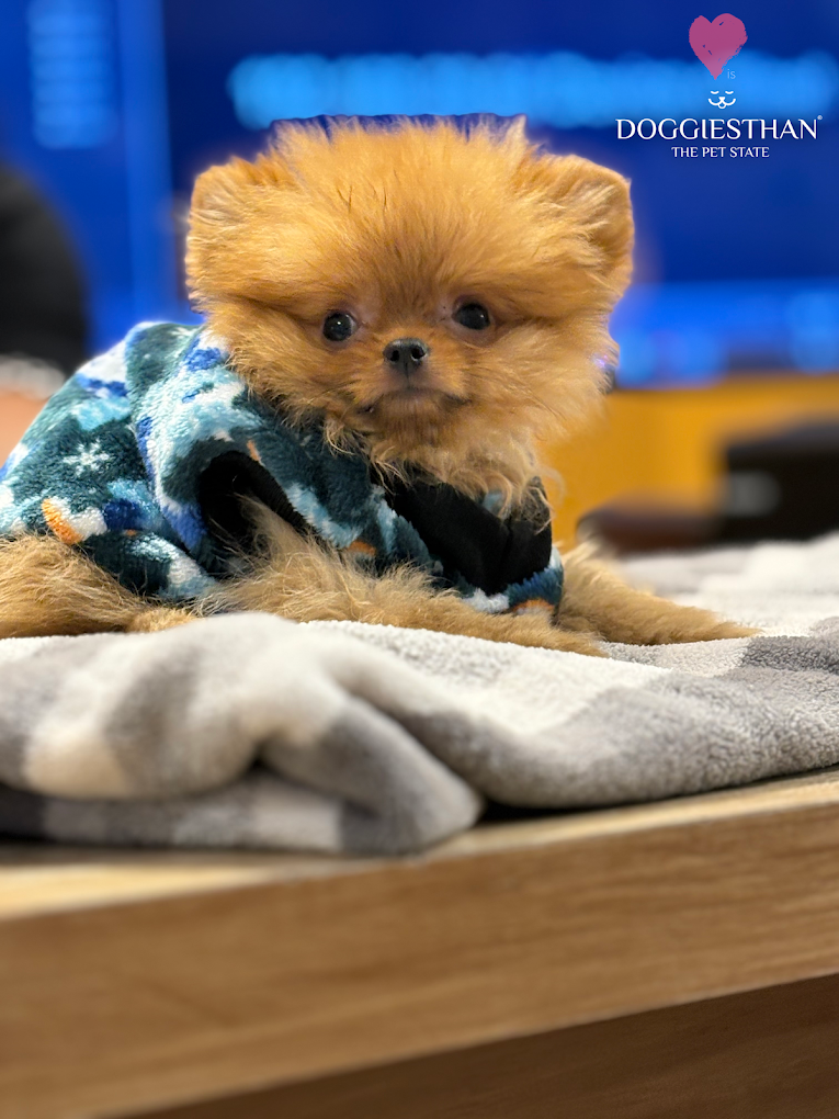 Pet grooming client transformation